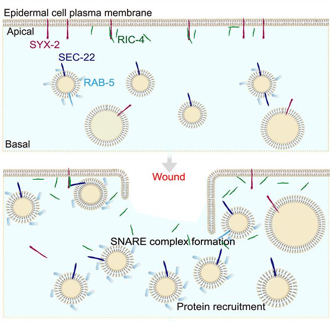 徐素宏实验室发现新型SNARE复合体调控细胞膜损伤修复