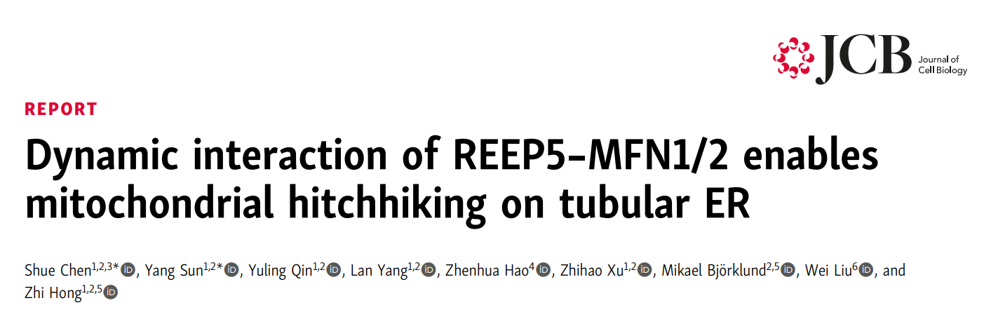 我院洪智团队在《Journal of Cell Biology》发表管状内质网塑形蛋白REEP5与MFN1/2互作调节线粒体“搭便车”新机制