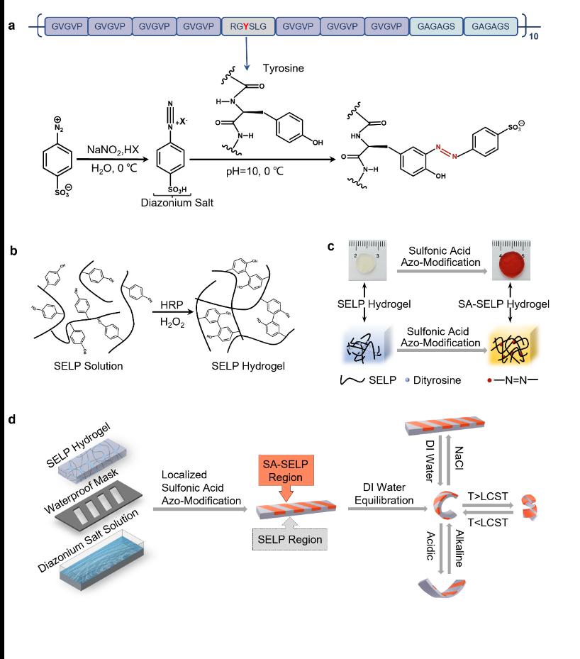 ZJE scientists create programmable protein soft robots via integrated genetic and chemical engineering strategy