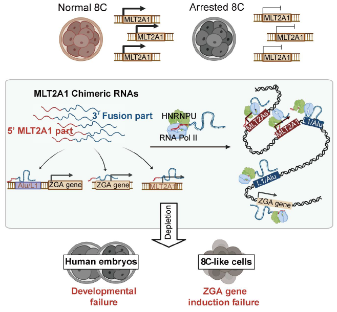 刘琬璐团队合作发现，内源逆转录病毒是开启人类胚胎发育的关键钥匙