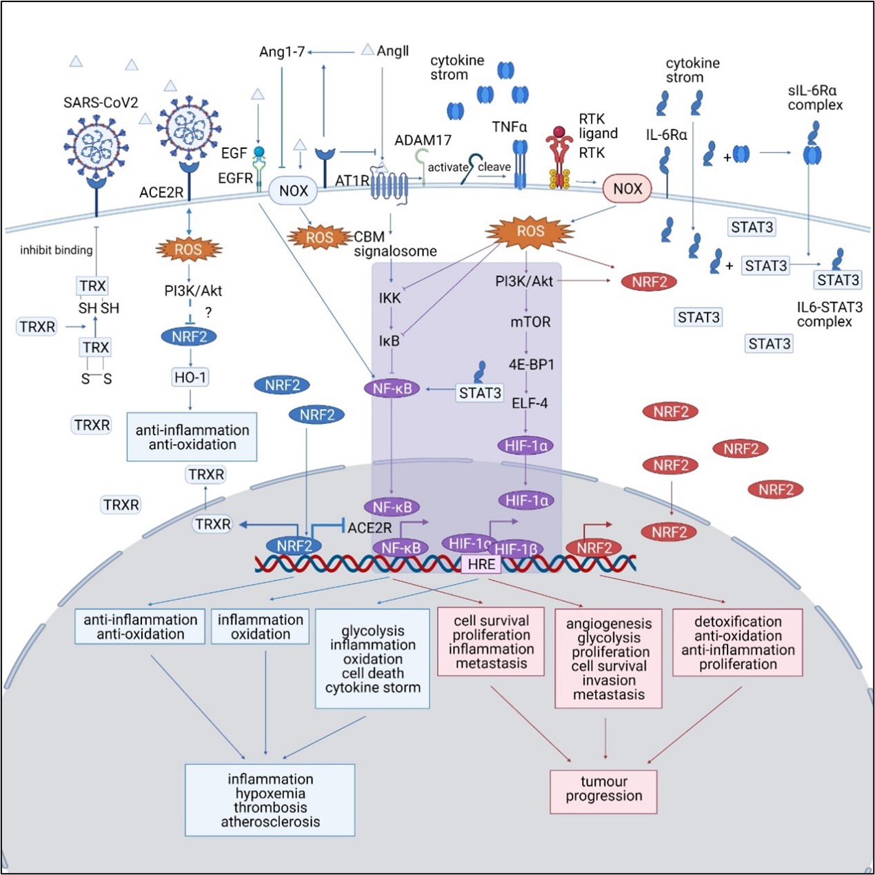 ZJE Undergraduate in Jian Liu’s group published articles in Frontiers in Oncology