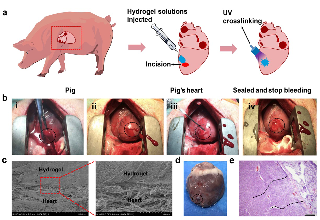 Prof. Hongwei Ouyang's Lab Published papers in NC and AJSM