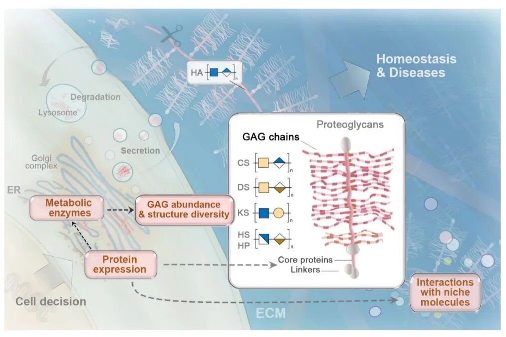 陈奕姗/David C. Hay/黄雯雯团队Bioact Mater联合发文，系统描绘“生命糖骨架”再生蓝图