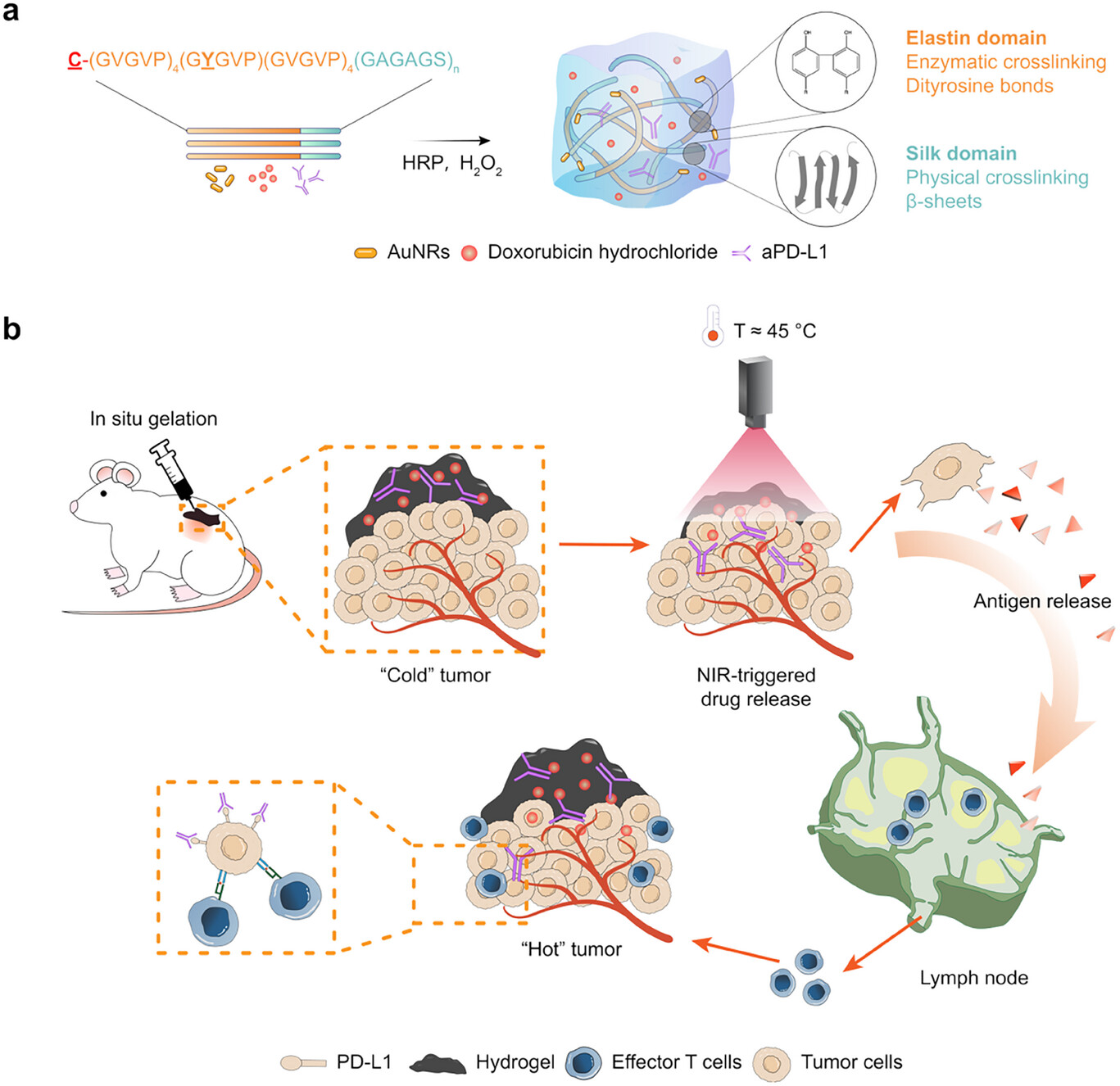 Huang Lab Publishes in Advanced Science: Genetically Engineered Light-Responsive In Situ Hydrogels for Immunomodulation and Multimodal Therapy in Metastatic Triple-Negative Breast Cancer