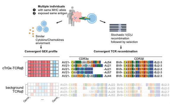 刘琬璐团队构建跨人群、泛疾病单细胞TCR参考图谱