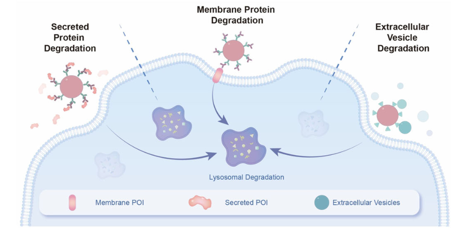 Jian Liu’s group published a collaborative research article in Nature Communications