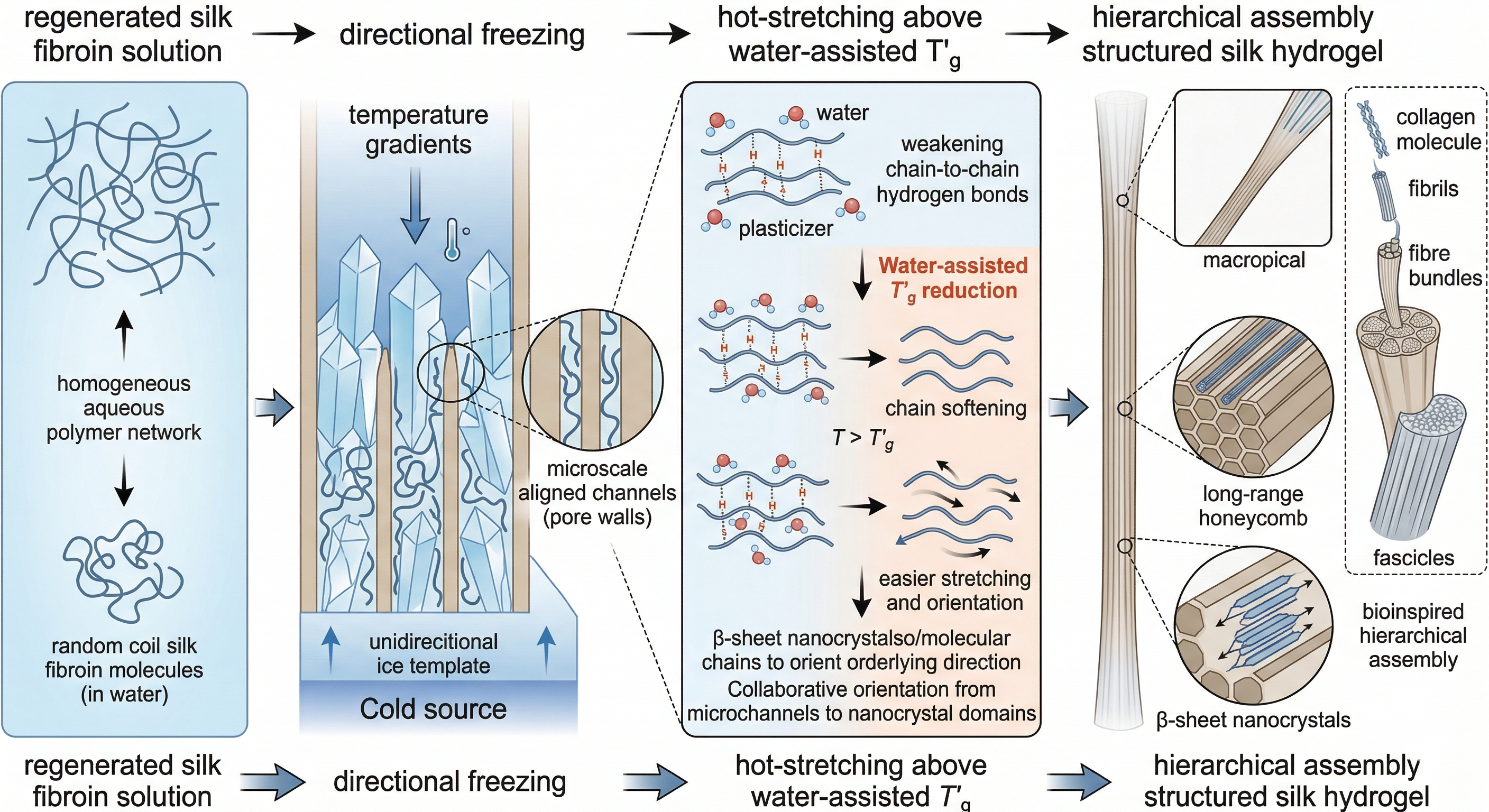 黄雯雯团队联合浙江大学医学院沈炜亮、陈晓团队Biomaterials发文：强韧层级结构丝素水凝胶用于人工肌腱修复
