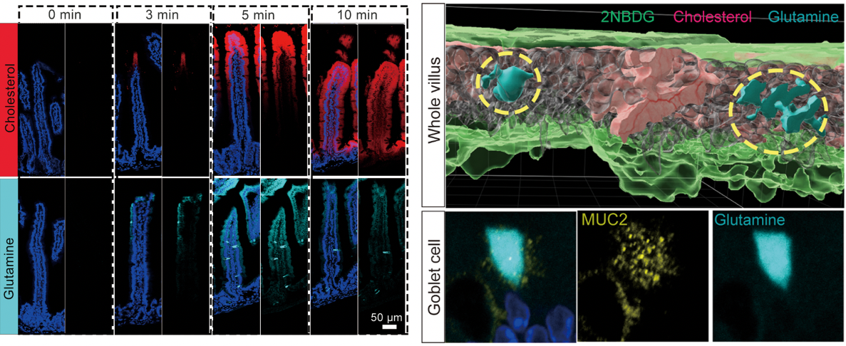 "Eating Well is Really Important!” Collaborative Research from Liu Wanlu’s Lab on Cell